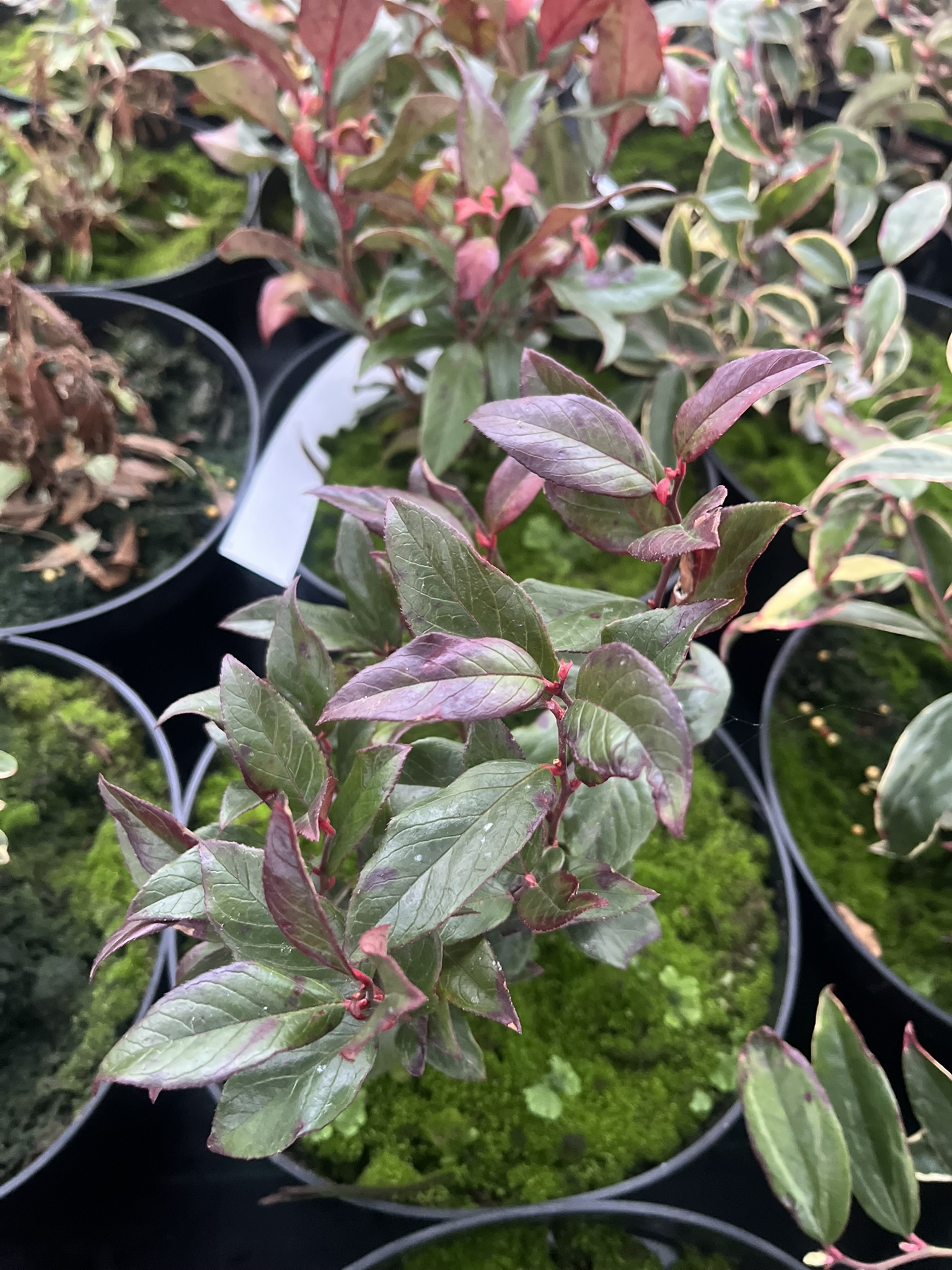 Kiścień wawrzynowaty 'Red Lips’