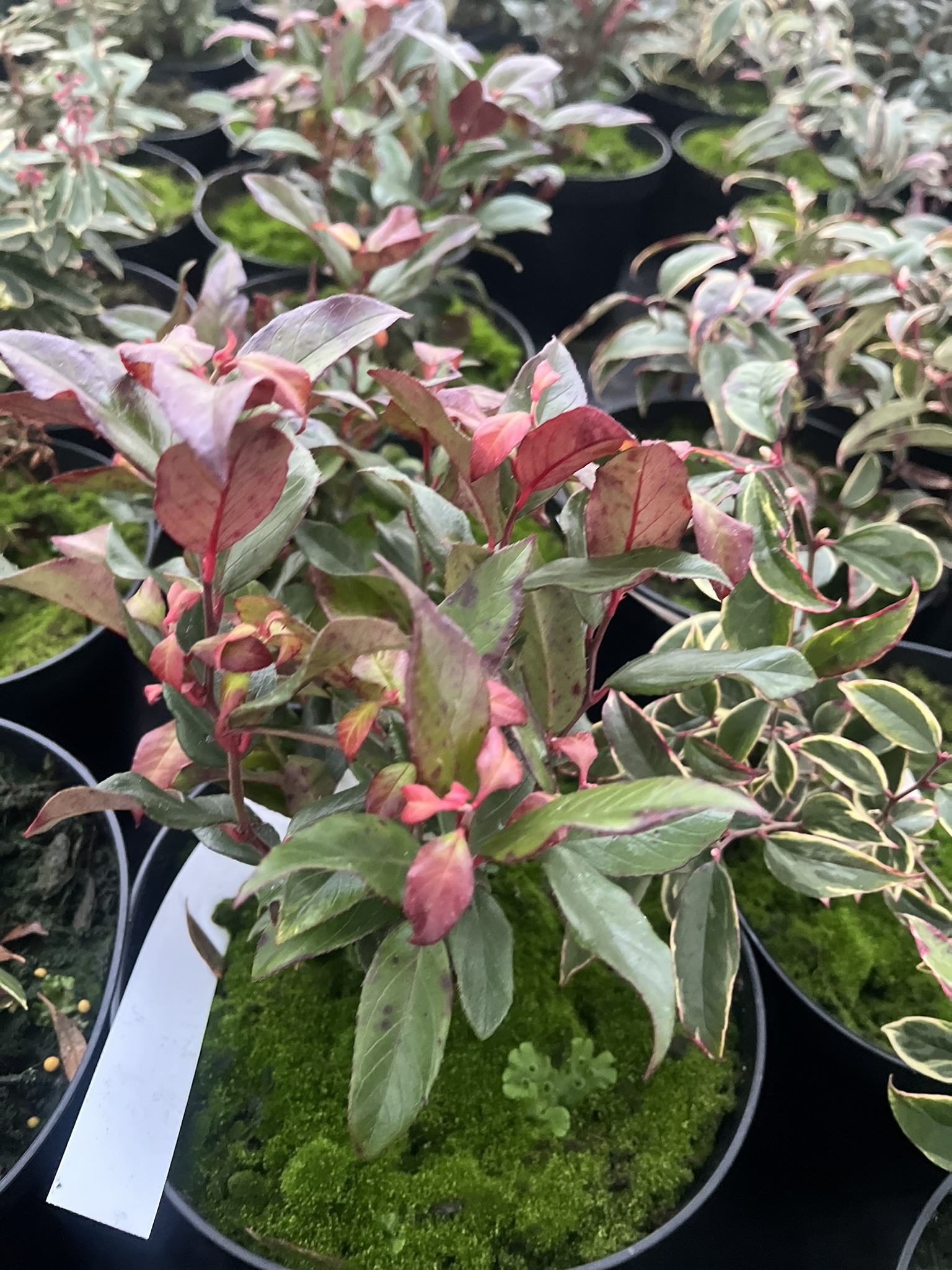 Kiścień wawrzynowaty 'Red Lips’