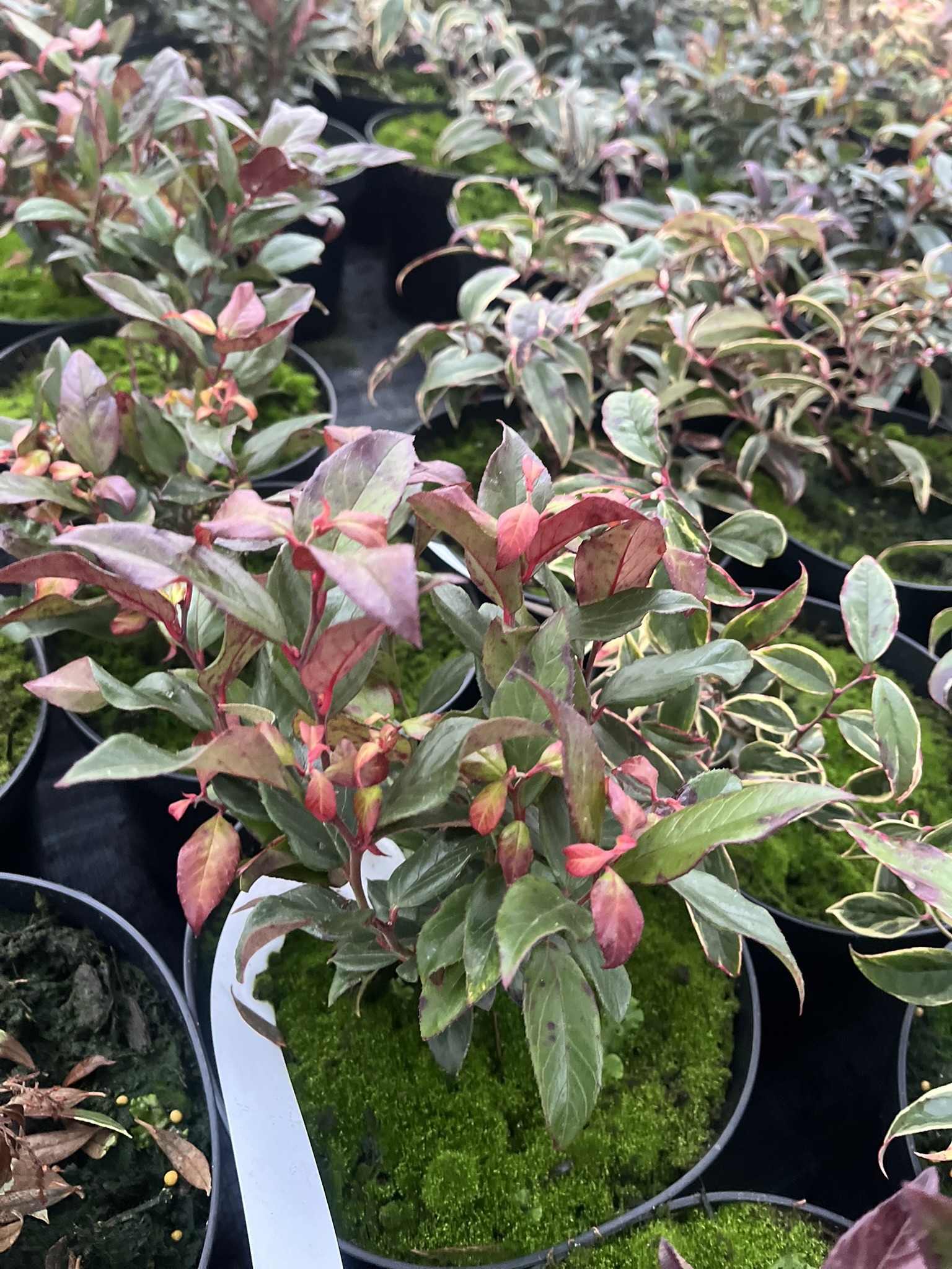 Kiścień wawrzynowaty 'Red Lips’