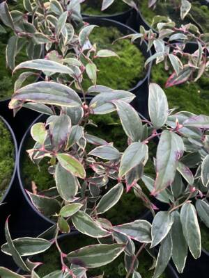 Kiścień wawrzynowaty 'Whitewater'