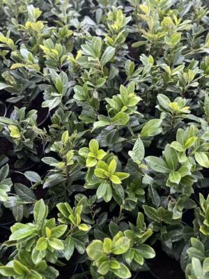 Laurowiśnia wschodnia 'NOVITA'