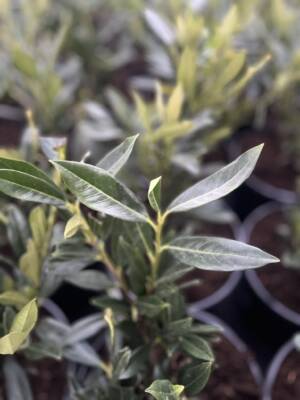 Laurowiśnia wschodnia 'OTTO LUYKEN'