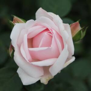 Róża pnąca NEW DAWN