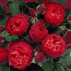 Róża wielokwiatowa PIANO