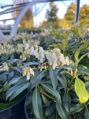 Pieris japoński 'Forest Flame'