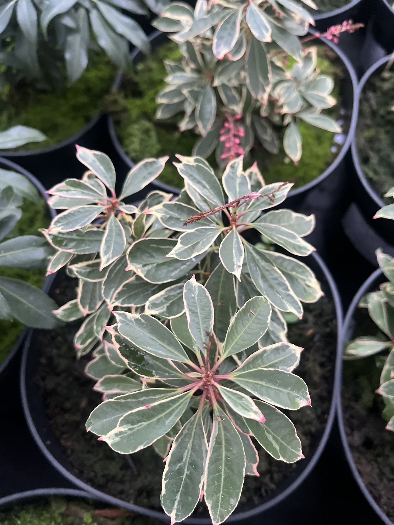 Pieris japoński 'Ralto’