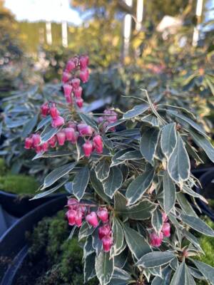 Pieris japoński 'Ralto'