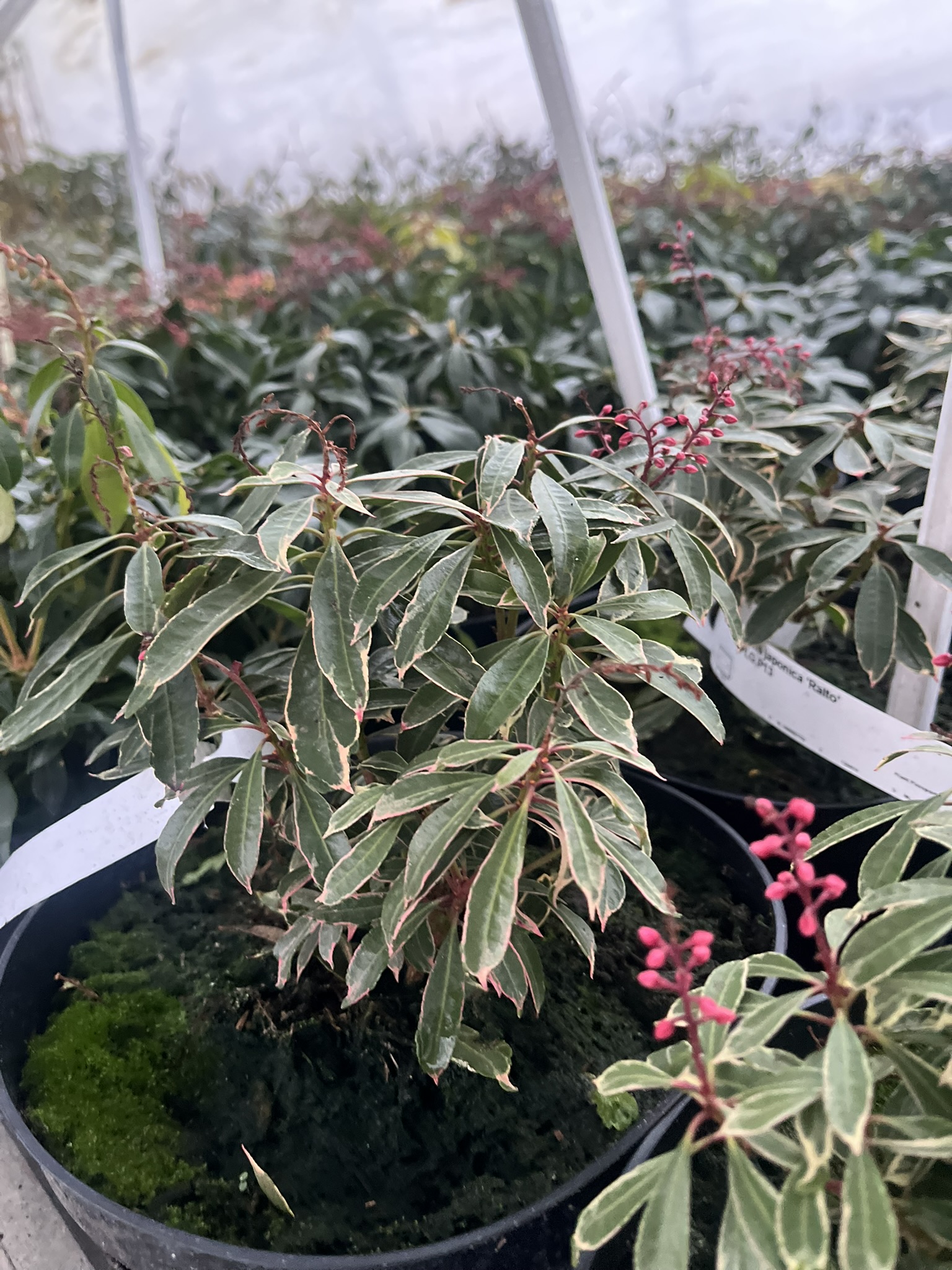 Pieris japoński 'Ralto’