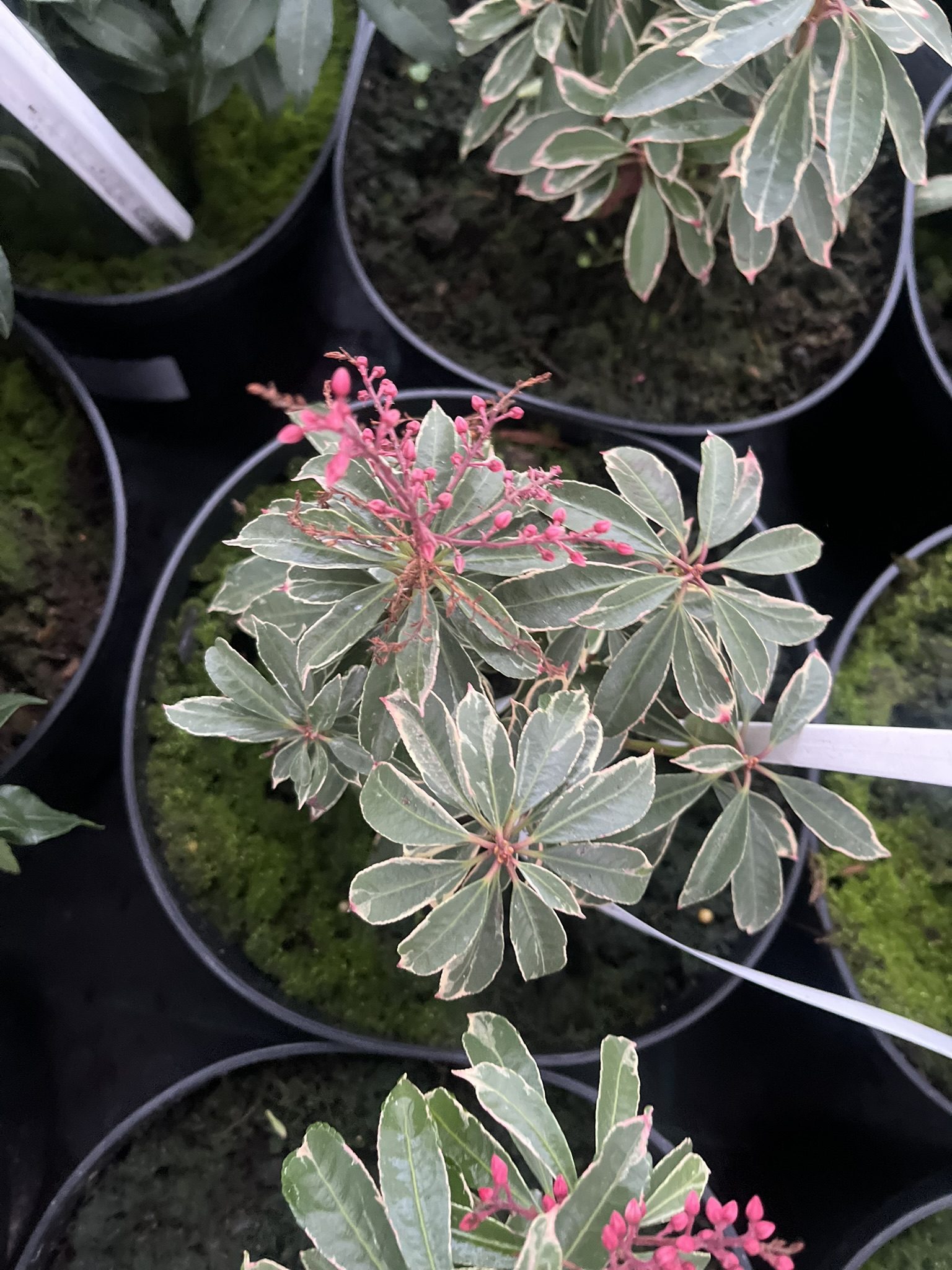 Pieris japoński 'Ralto’