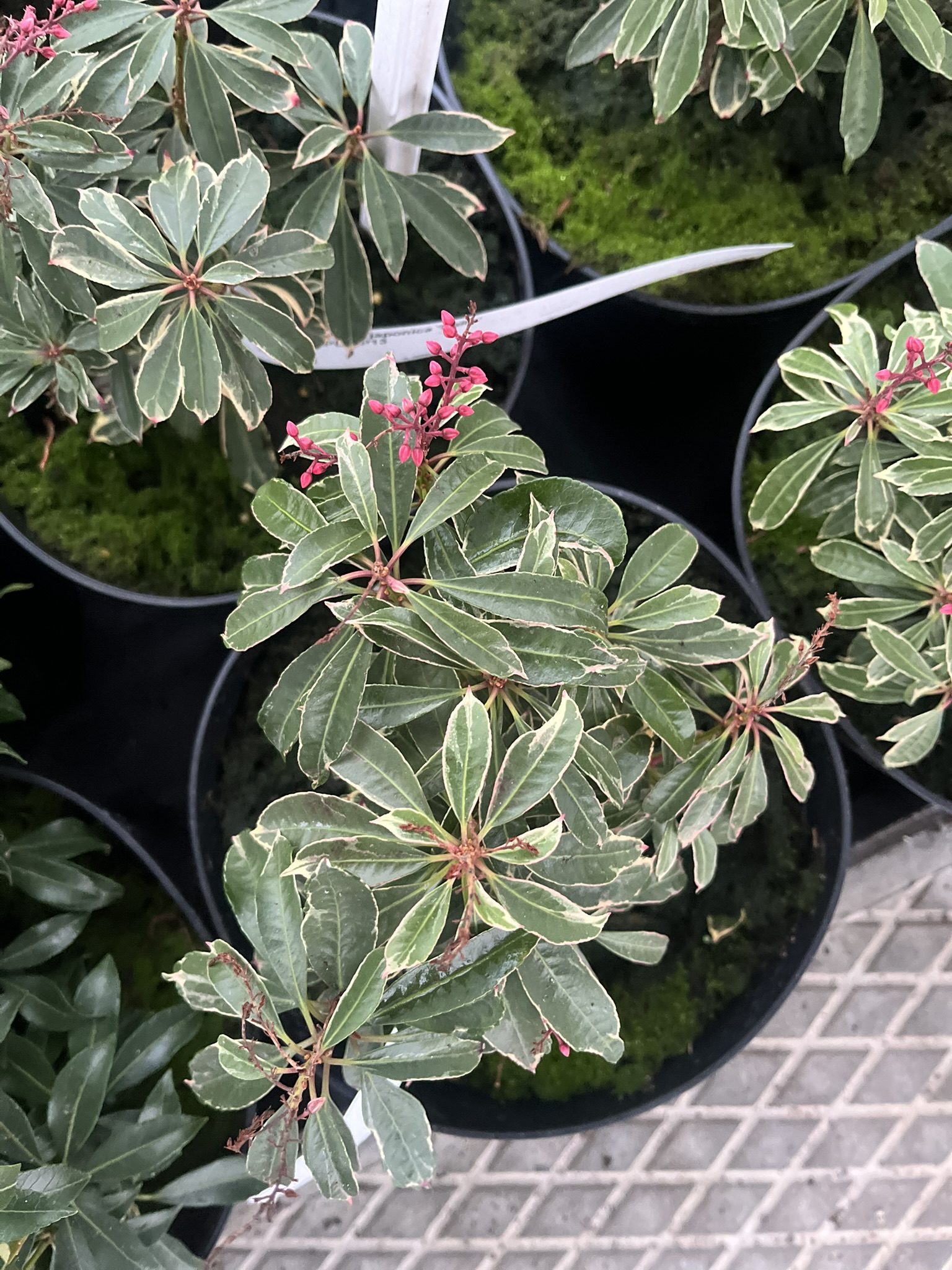 Pieris japoński 'Ralto’