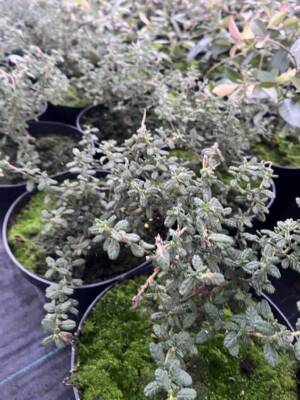 Prusznik 'JULIA PHELPS'