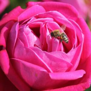 Róża wielkokwiatowa SENTEUR ROYALE