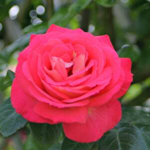 Róża pnąca SHOGUN