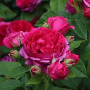 Róża wielkokwiatowa SOPHIE LUISE