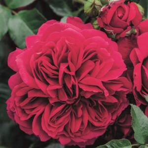 Róża wielkokwiatowa SOUL