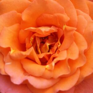 Róża wielkokwiatowa TEA TIME