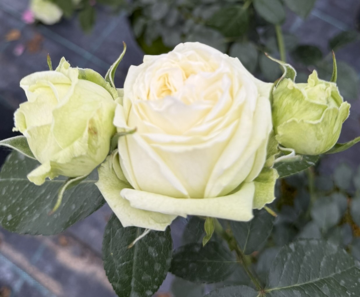 Róża wielkokwiatowa WEDDING PIANO