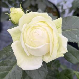 Róża wielkokwiatowa WEDDING PIANO