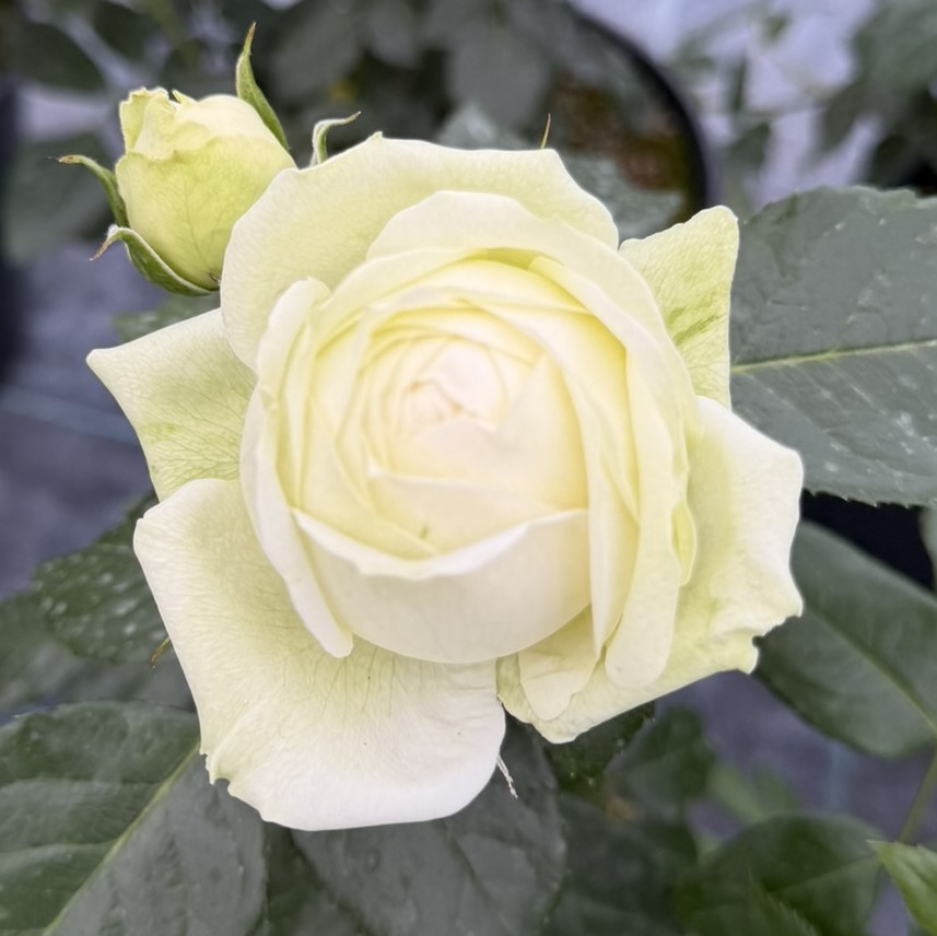 Róża wielkokwiatowa WEDDING PIANO
