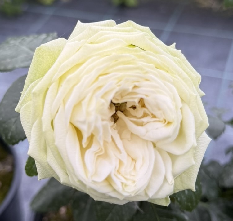 Róża wielkokwiatowa WEDDING PIANO