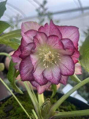 Ciemiernik wschodni 'Picotee'