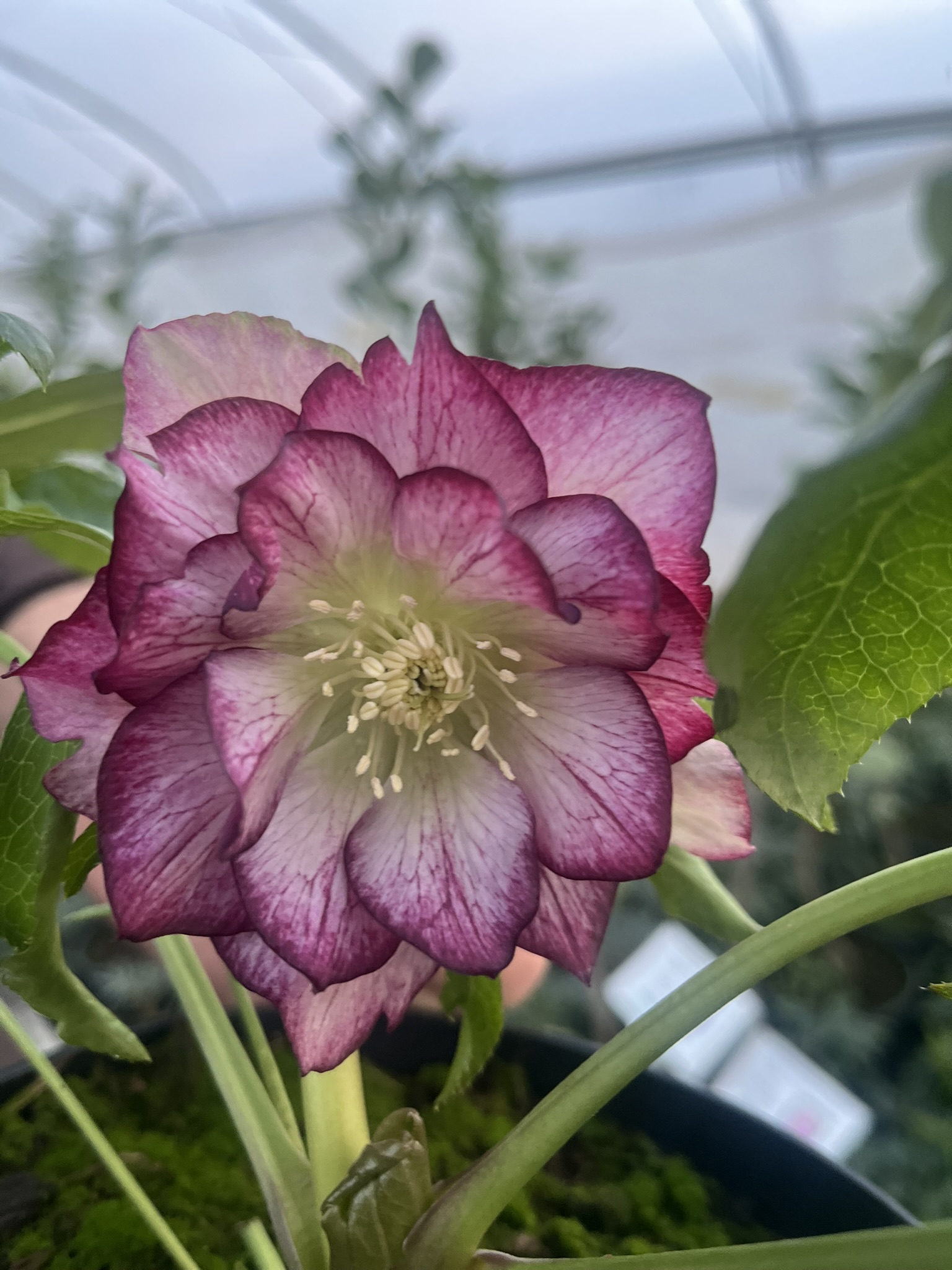 Ciemiernik wschodni 'Picotee’