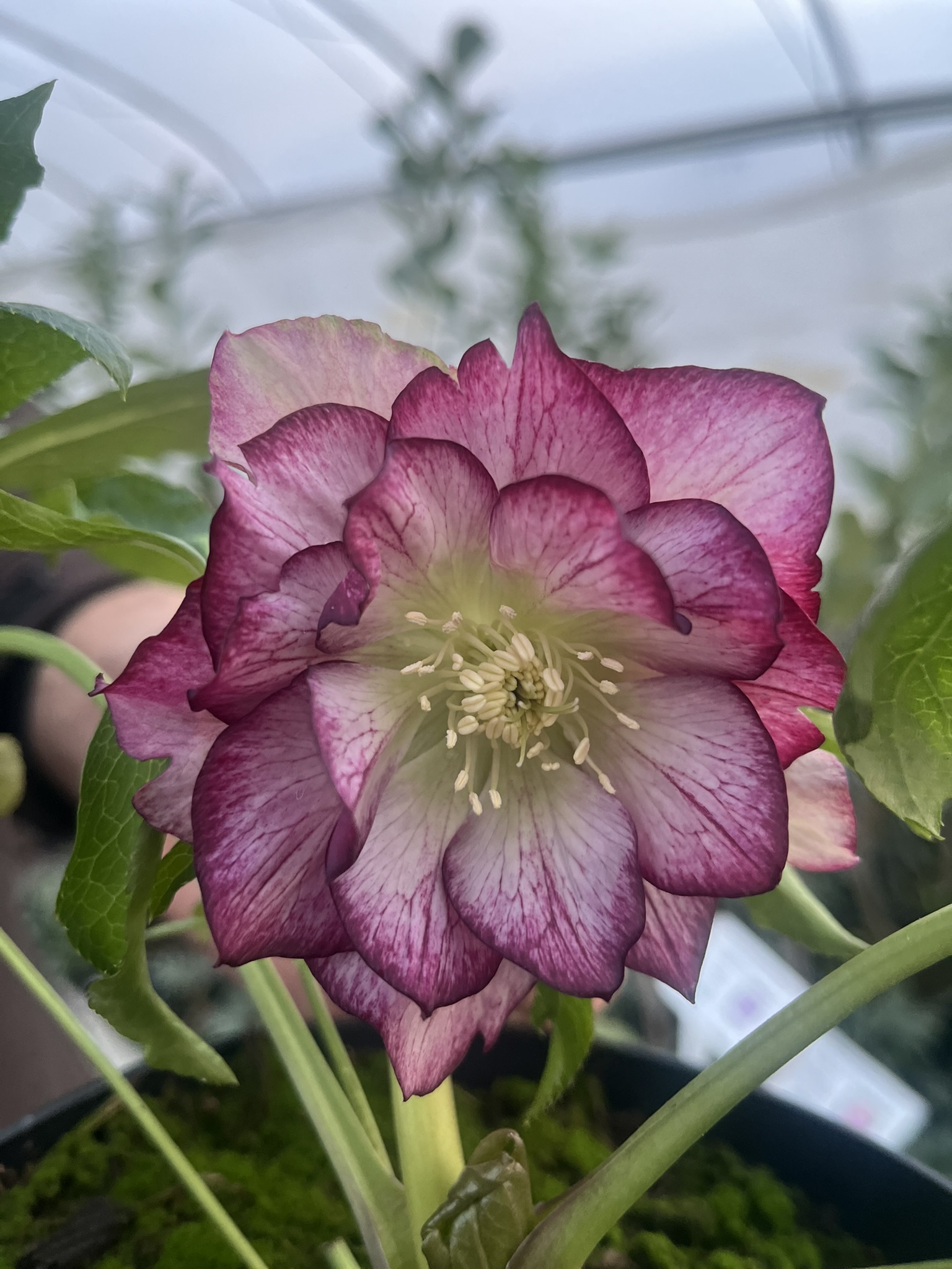 Ciemiernik wschodni 'Picotee’