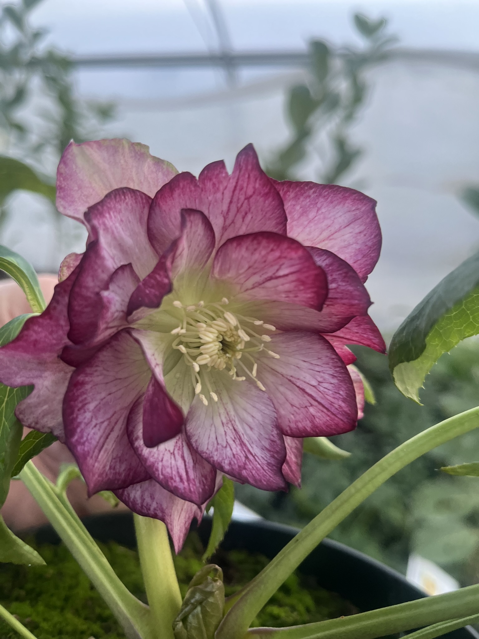 Ciemiernik wschodni 'Picotee’