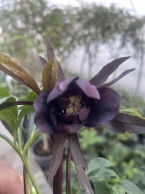 Ciemiernik wschodni D.E. 'Purple'