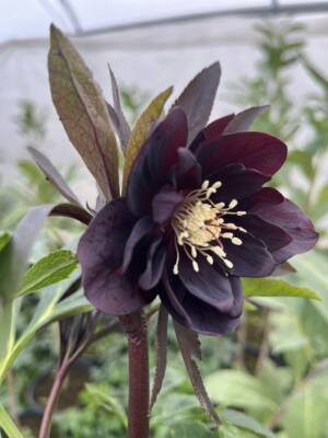 Ciemiernik wschodni D.E. 'Purple'