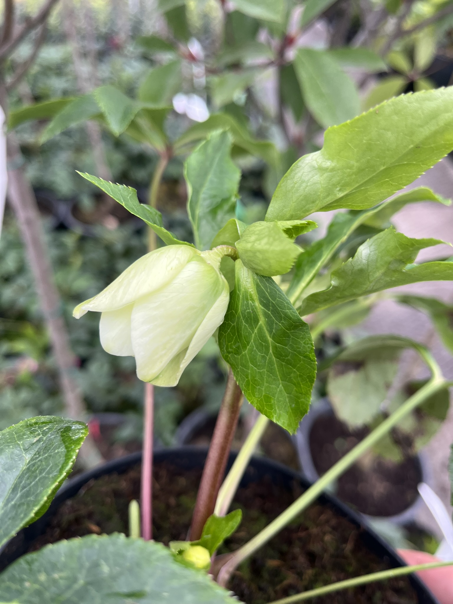 Ciemiernik wschodni D.E. White