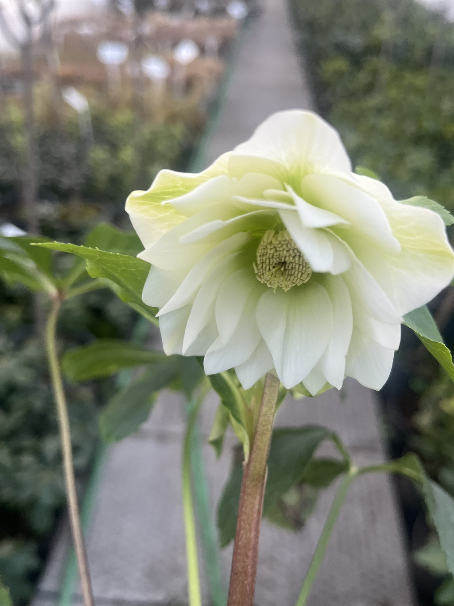 Ciemiernik wschodni D.E. White