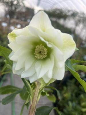 Ciemiernik wschodni D.E. White