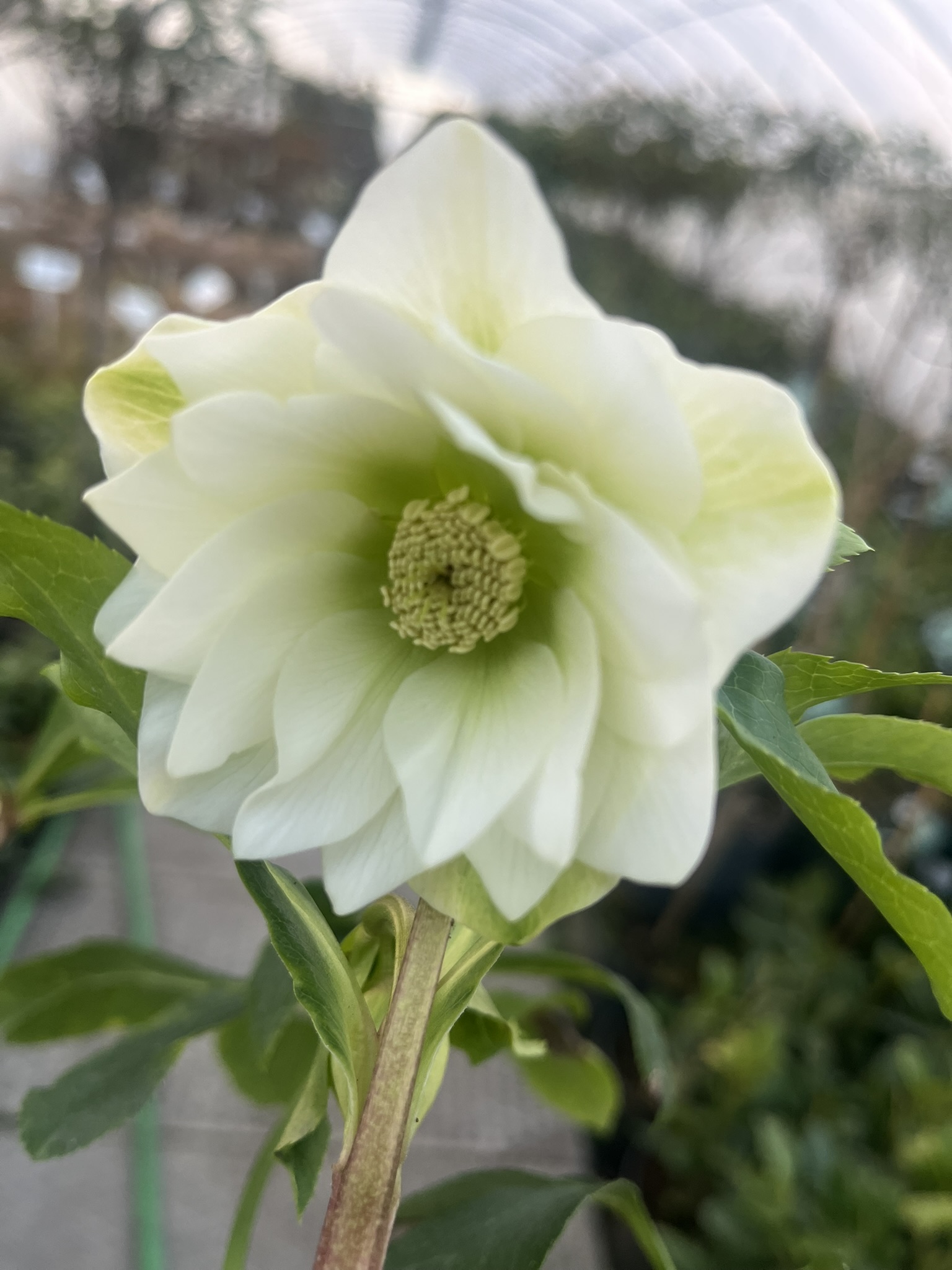 Ciemiernik wschodni D.E. White