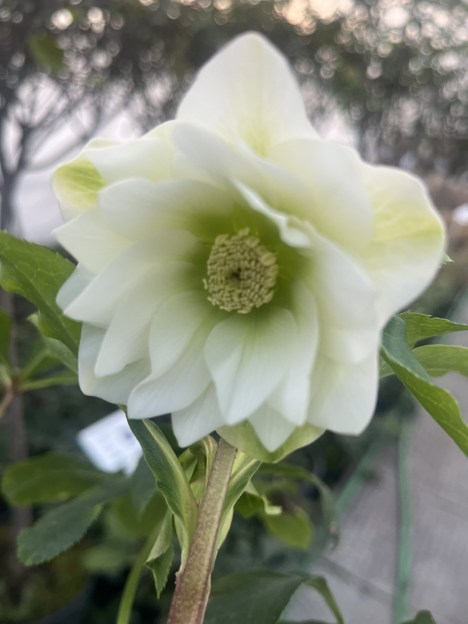 Ciemiernik wschodni D.E. White