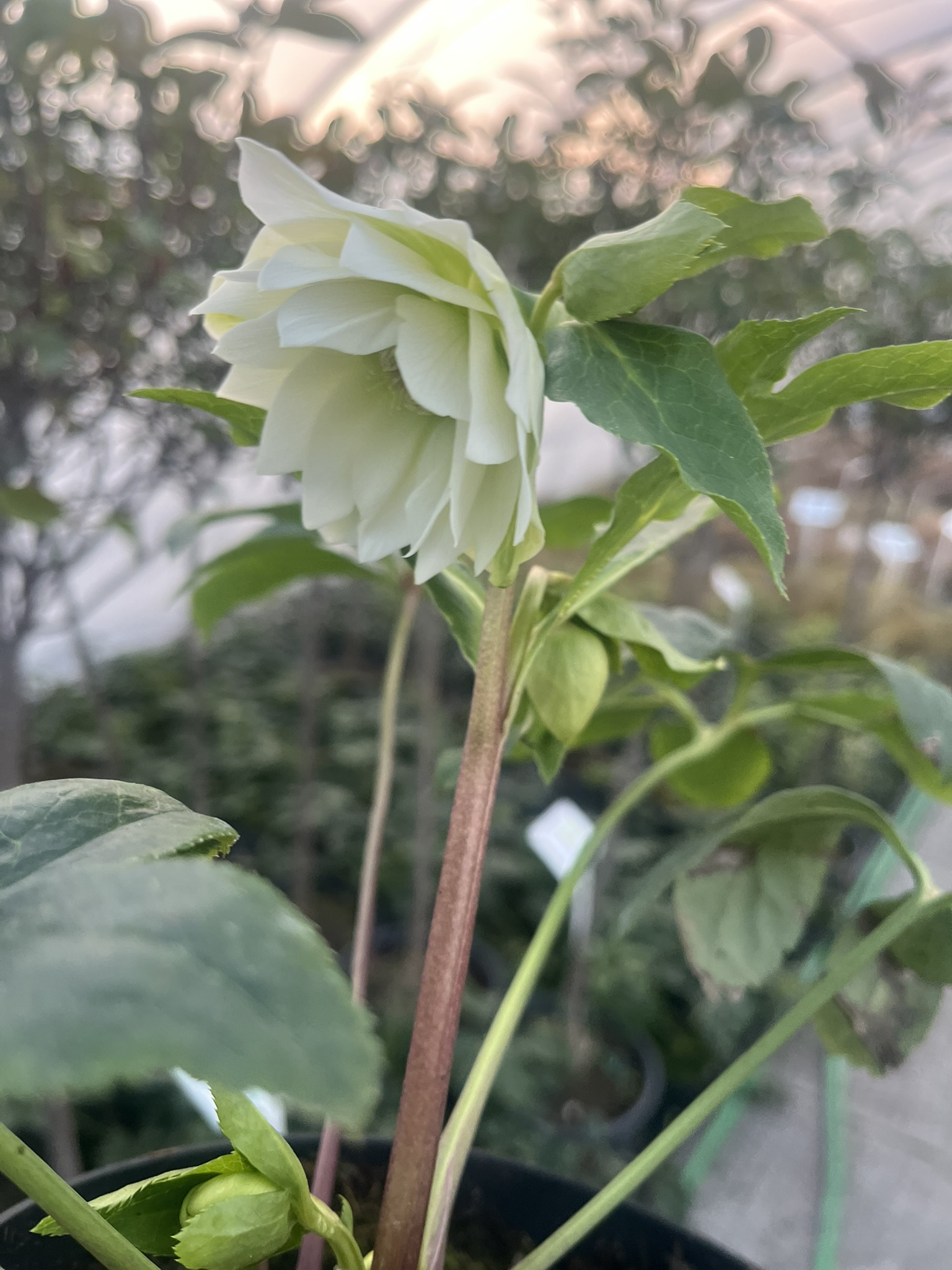 Ciemiernik wschodni D.E. White