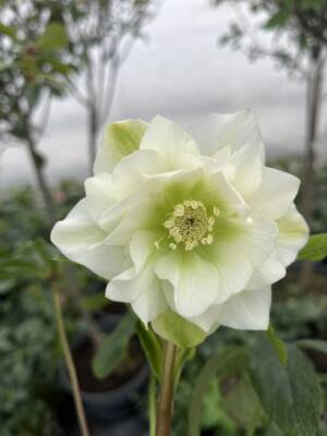 Ciemiernik wschodni D.E. White