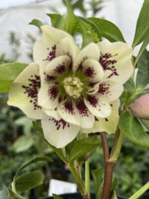 Ciemiernik wschodni D.E. Yellow Spotted