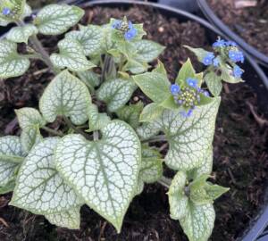 Brunnera wielkolistna 'Jack Frost'