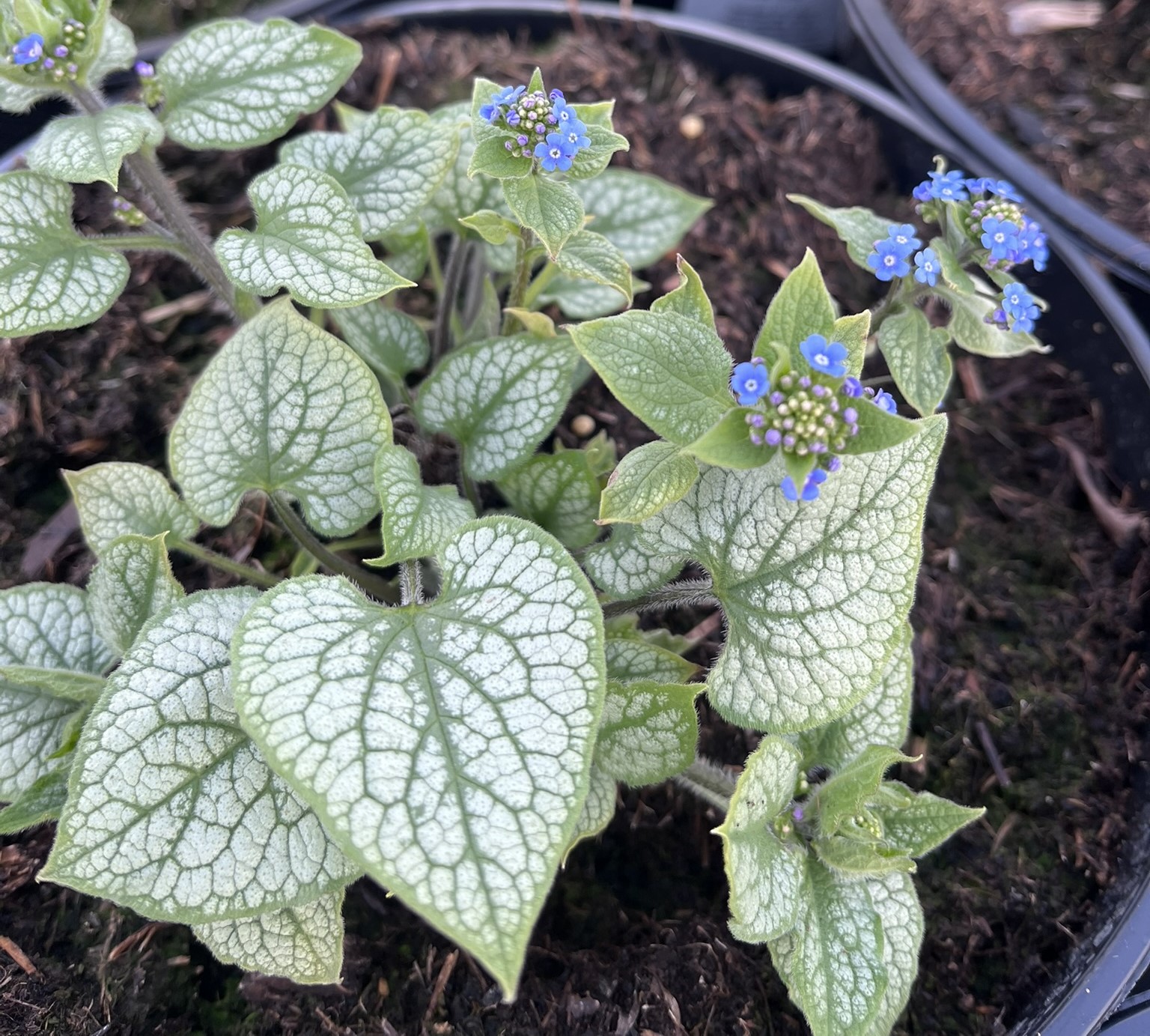 Brunnera wielkolistna 'Jack Frost’