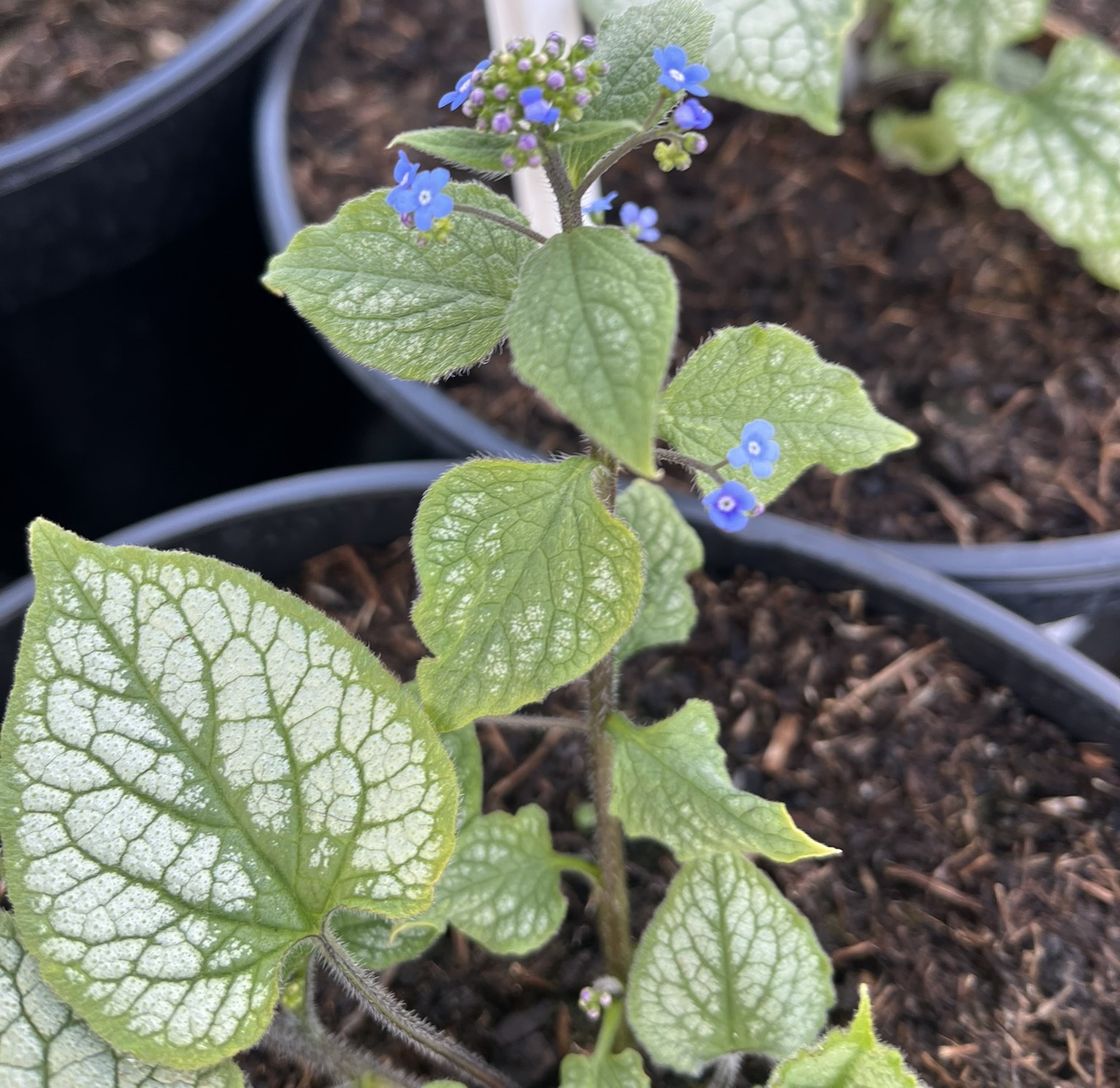 Brunnera wielkolistna 'Jack Frost’