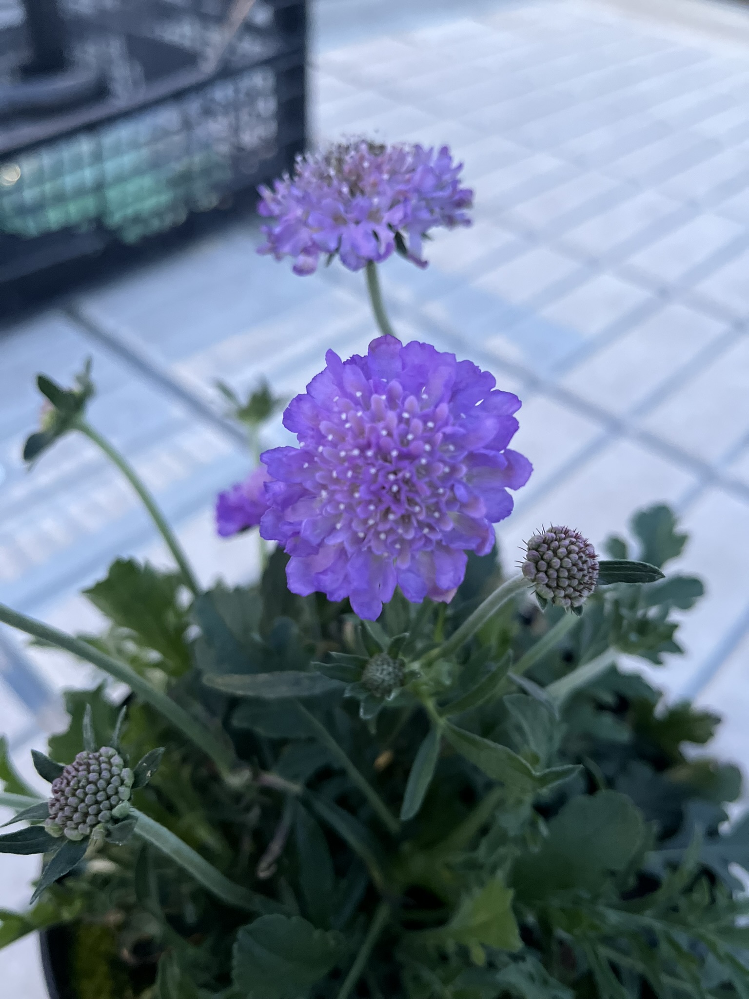 Drakiew gołębia ‘Butterfly Blue’