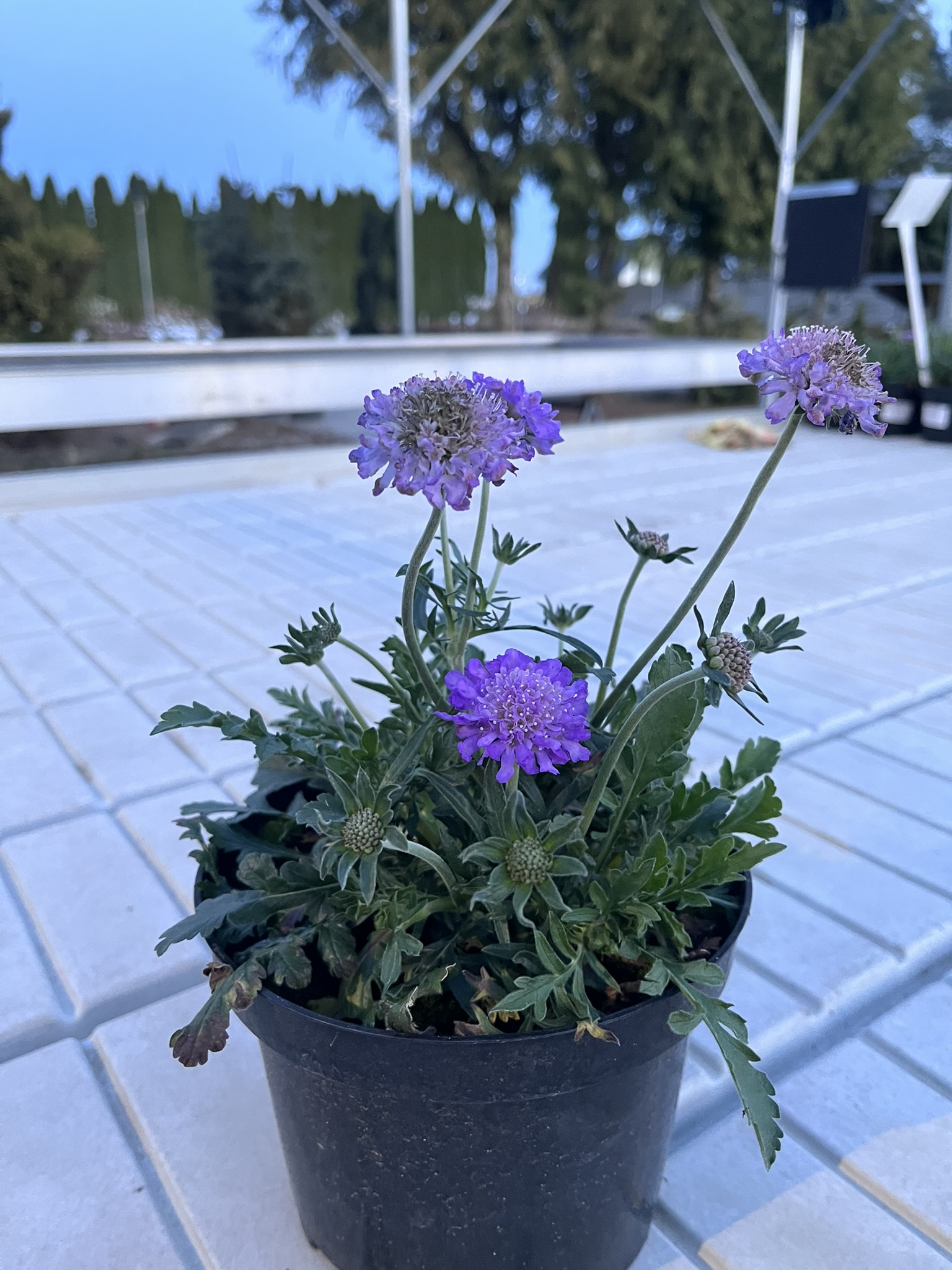 Drakiew gołębia ‘Butterfly Blue’