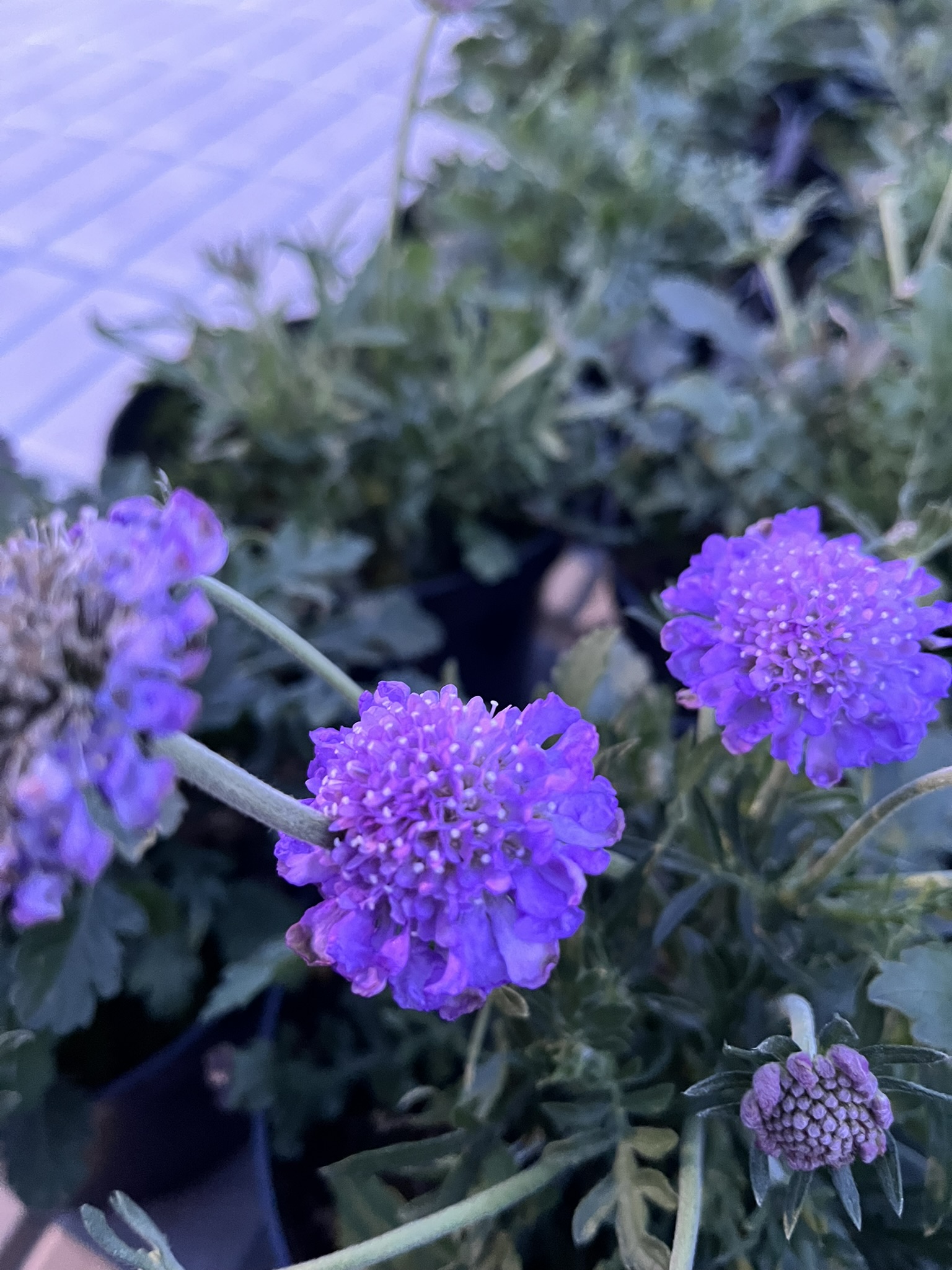Drakiew gołębia ‘Butterfly Blue’
