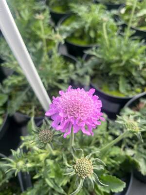 Drakiew gołębia ‘Pink Mist'