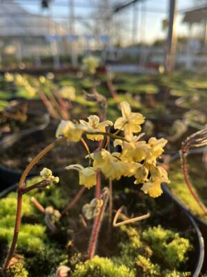 Epimedium pstre ‘Sulphureum’