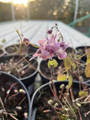 Epimedium wielkokwiatowe 'Lilafee'