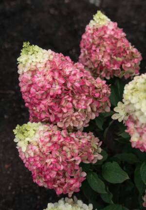 Hortensja bukietowa Living 'COLOURFUL COCTAIL'