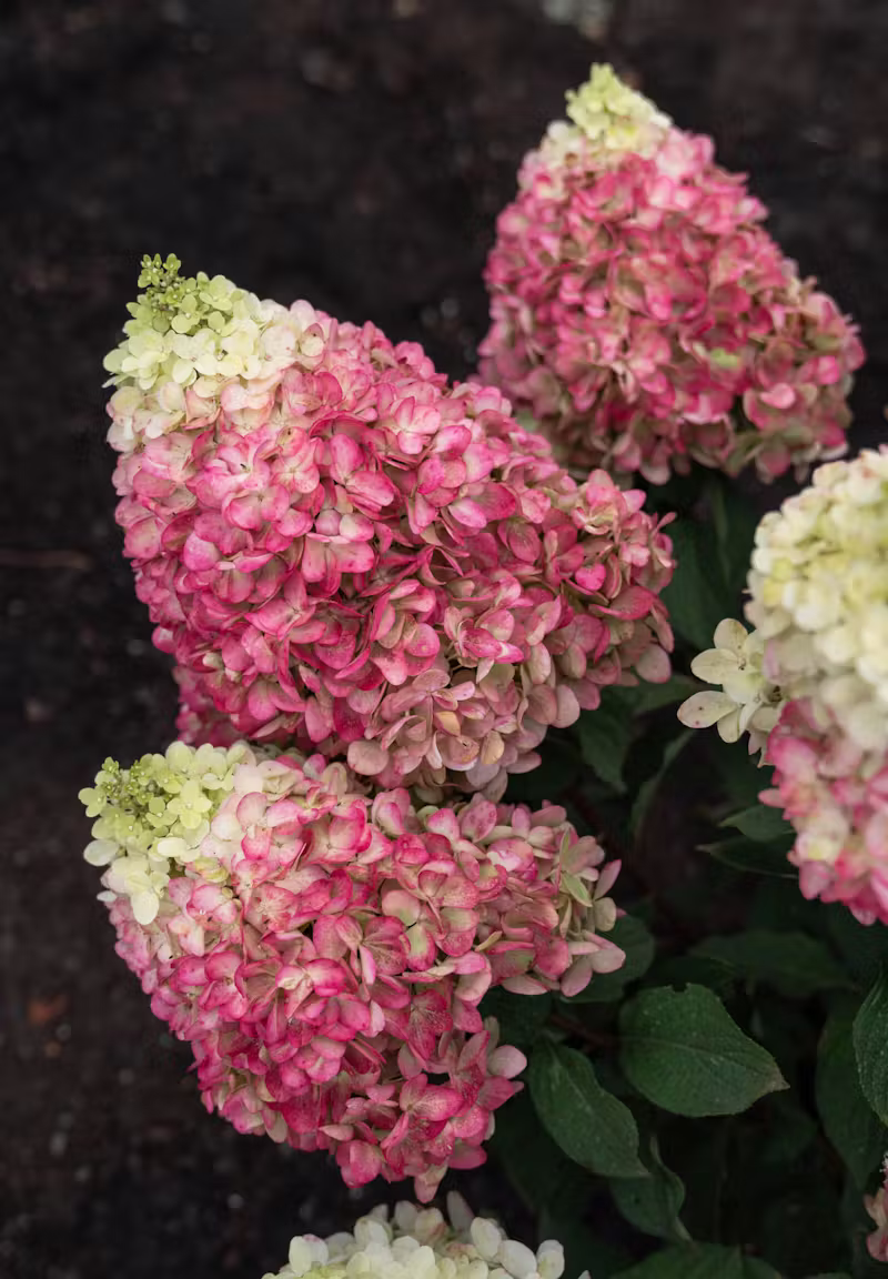 Hortensja bukietowa Living 'COLOURFUL COCTAIL’