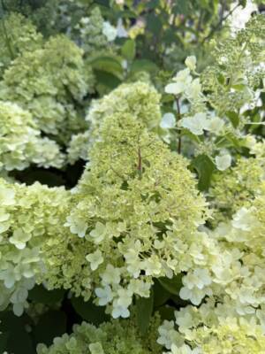 Hortensja bukietowa 'MAGICAL ANDES'